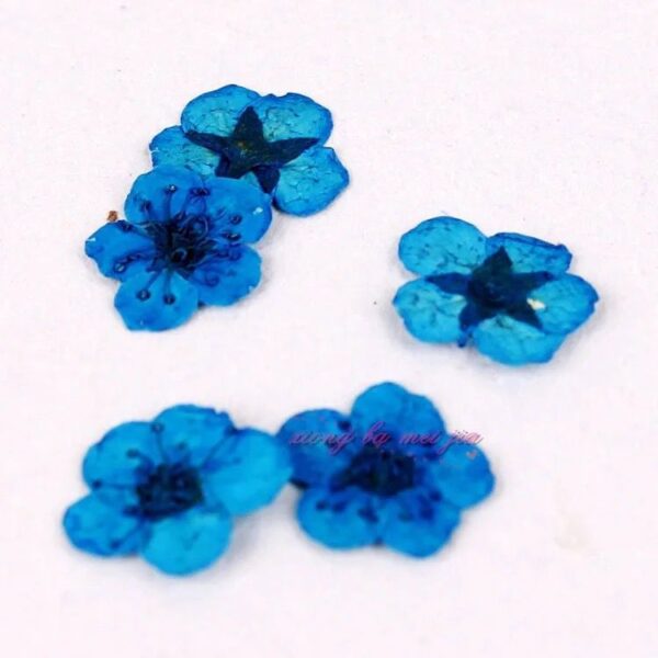 Dry Flowers - Image 4